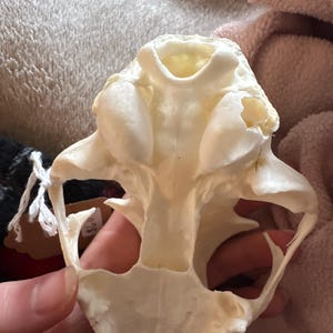Ari さんが購入した商品の写真を追加しました