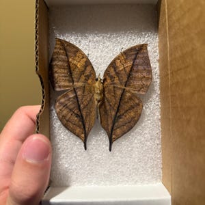 Kallima Inachus One Real Butterfly Leaf Mimic Verso Indonesia - Etsy