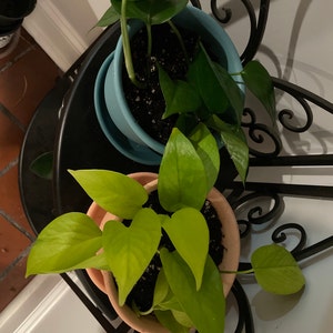 Lisa added a photo of their purchase