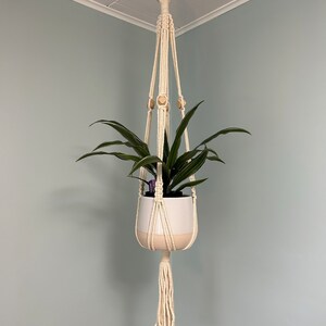 burle marx philodendron around tree Philodendron 'Burle Marx Variegata'