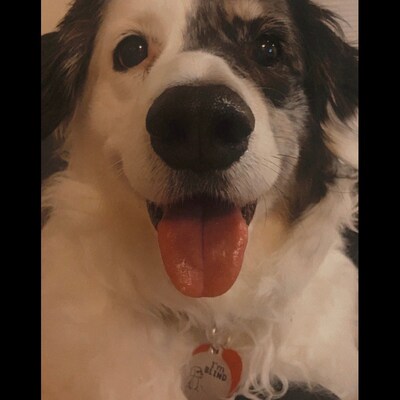 I'm Blind Dog Tag, Personalized Dog Tag, Funny Dog Tag, Custom Dog ID ...