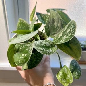 Elena added a photo of their purchase