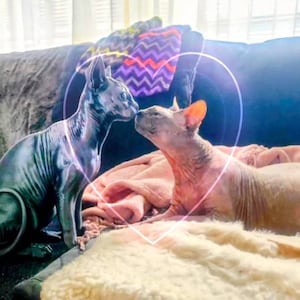 Lindi heeft een foto van de aankoop toegevoegd