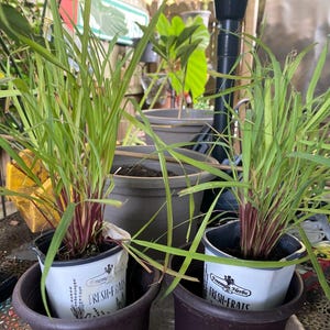 kathy a ajouté une photo de son achat