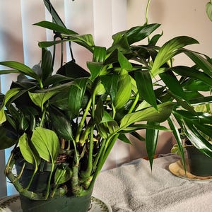 Adrienne added a photo of their purchase