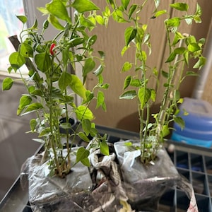 sheila added a photo of their purchase