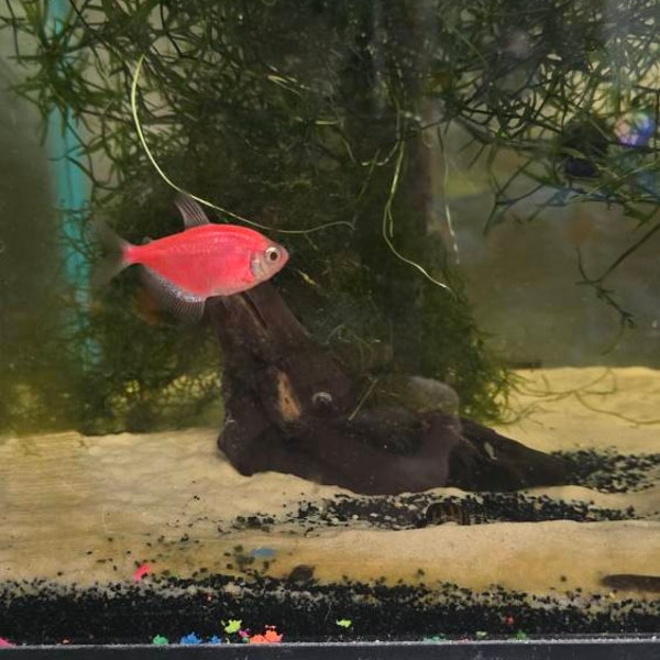 Floating Fish Breeding Mop Live Bearer and Egg Layers Fry Hiding - Etsy