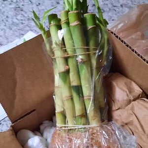Xue added a photo of their purchase