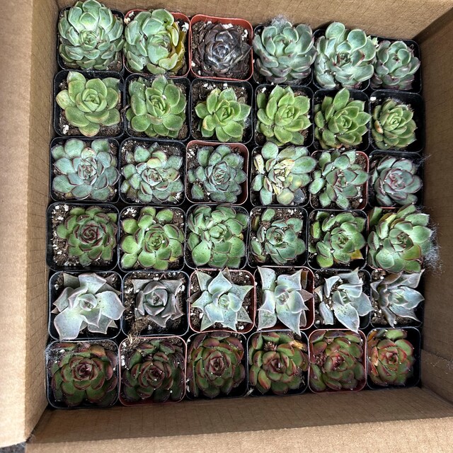 その他多肉植物 vegas and Hayford Set of 10 plants each 24 Packs Succulent Plants(6 Varieties), 2'' Assorted