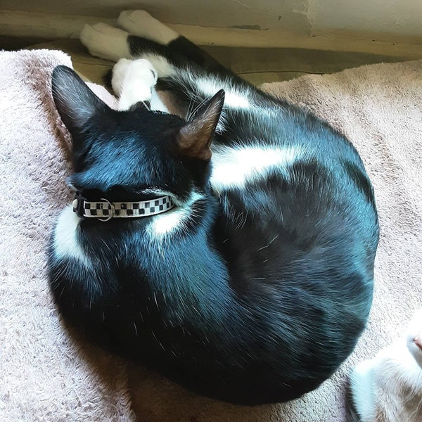 Checked Cat Checkered Cat Collar - Black and White Checks - Safety Breakaway ...