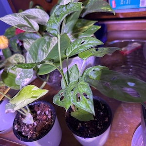 Karen added a photo of their purchase