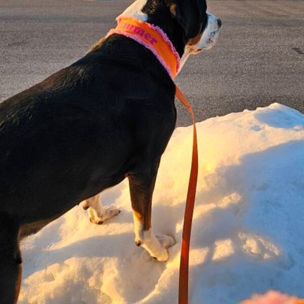 Custom Ribbon Display, Dog Award Ribbon Display Rack, Dog Rosette ...