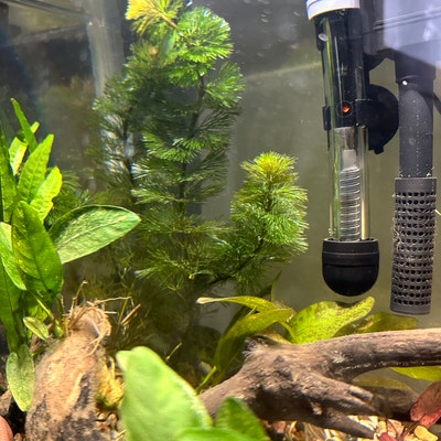 Buy 2 Get 1 Free! Green Cabomba Carolina Live Aquarium Plants - Easy For Beginners