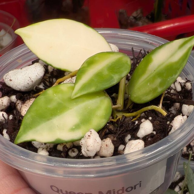 Hoya Kalimantan Mini Coin Splash - NOT Rooted Cutting - Etsy