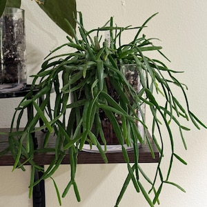 Cenandra added a photo of their purchase