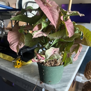 Michelle added a photo of their purchase