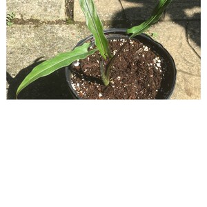 Alocasia Lauterbachiana Elephant Ear LIVE TROPICAL PLANT ...