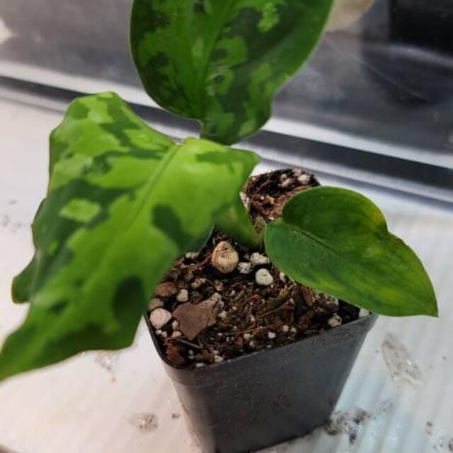 Aglaonema Pictum Tricolor Starter Plant **(ALL Plants Require You