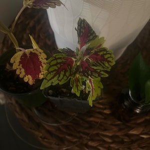 Adrienne added a photo of their purchase