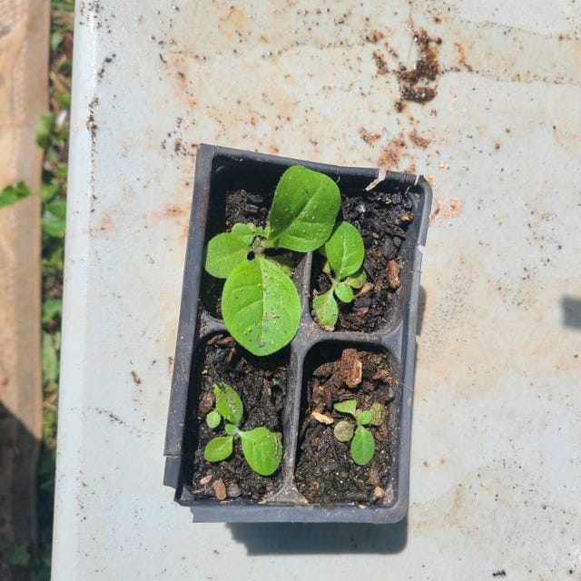 Chewing Tobacco Seed - Grow Your Own Chew and Dip! 1,000+ Seeds