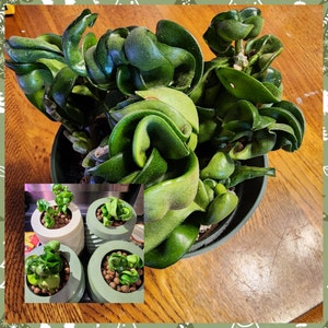 Amy added a photo of their purchase