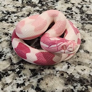 Kaitlyn added a photo of their purchase