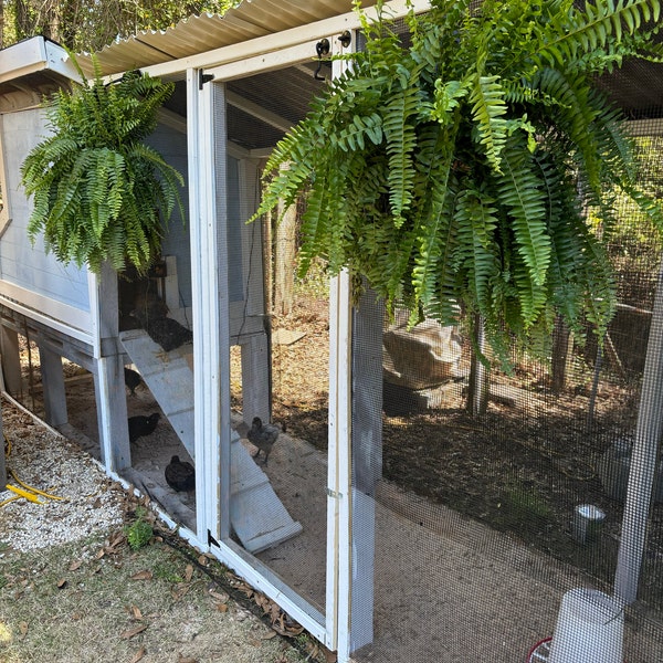 Small Flock Chicken Coop Plans - Simple, Strong and Easy to Make With ...