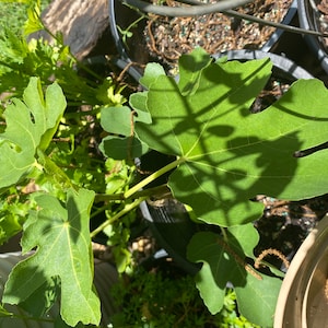 Gladys ha añadido una foto de su compra