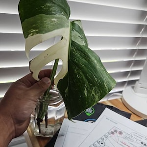 Jungho added a photo of their purchase