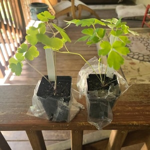 Lisa hat ein Foto des gekauften Artikels hinzugefügt