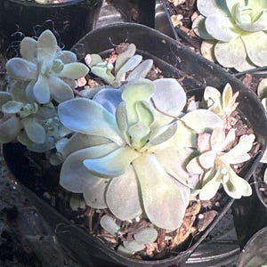 Sir added a photo of their purchase