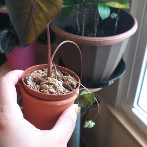 Shantala ha añadido una foto de su compra