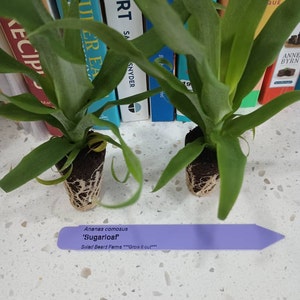 candida added a photo of their purchase