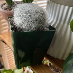 Old Lady Cactus, Mammillaria Hahniana Cactus 3.5” - Etsy Sweden