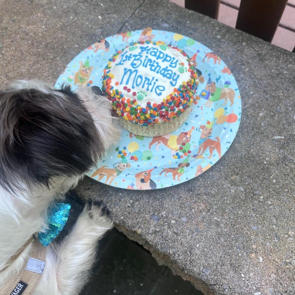 Dog Birthday Cupcake Handmade 4" Jumbo Cupcake With Confetti