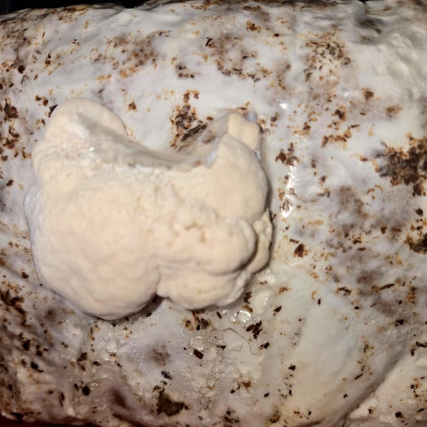 White Oyster Mushroom Mycelium Spawn Plugs - 25 Plugs For Easy Home Log & Substrate Cultivation