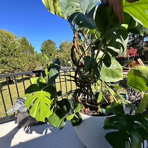 Cynthia added a photo of their purchase