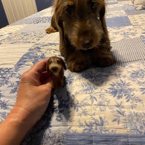 Rachel added a photo of their purchase