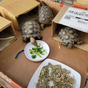 Monica added a photo of their purchase