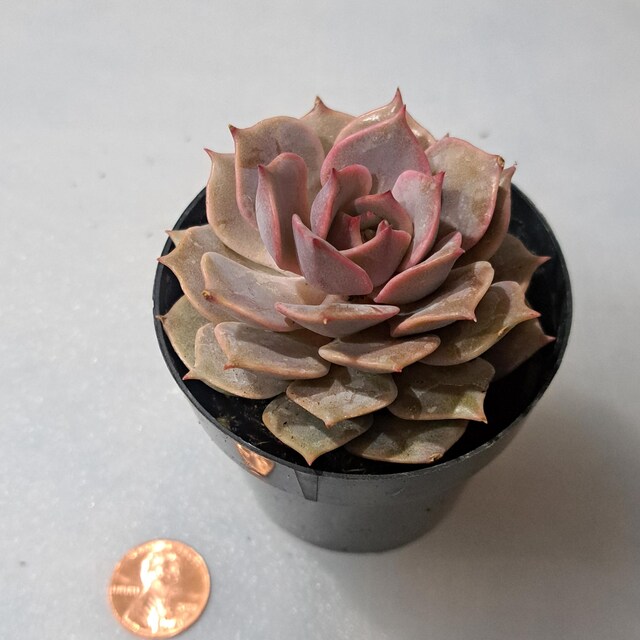 M✧succulent ·͜· ︎︎ᕷ Moonstones Pachyphytum Pink Unique Succulent, Easy to Grow