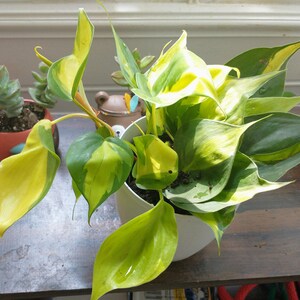 Candy added a photo of their purchase