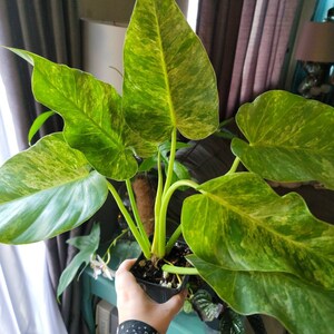 Massive Specimen Anthurium Luxurians X Radicans. J59 - Etsy