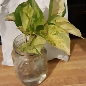 Myra added a photo of their purchase