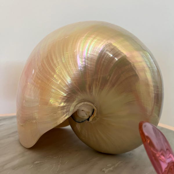 X-large Precious Wentletrap 1.75-2.25 Display Quality Shell Seashell ...