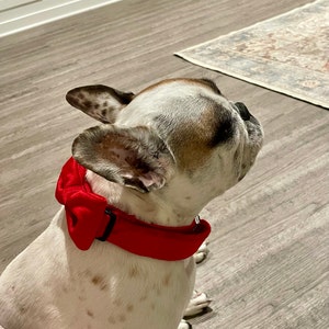 burgundy velvet bow tie and suspenders