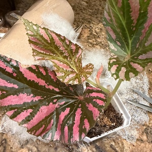 melinda added a photo of their purchase