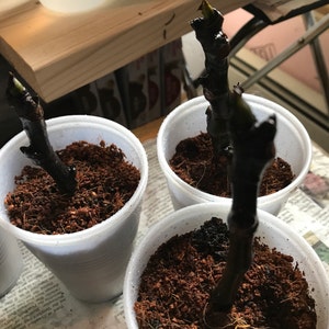 Evan added a photo of their purchase