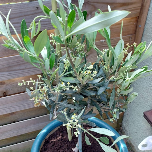 Cherry Laurel x50 4/5ft EXCELLENT QUALITY British Grown 🍒 7.5L POT