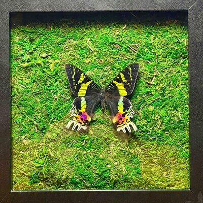 Butterfly Papilio aristeus white matt black frame 16.5x16.5cm - Bits and Bugs main image 0