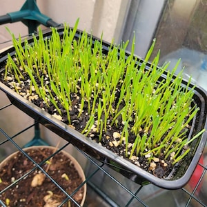 Semi Di Erba Per Prati E Pascoli 10 Kg VidaXL - Foto 12